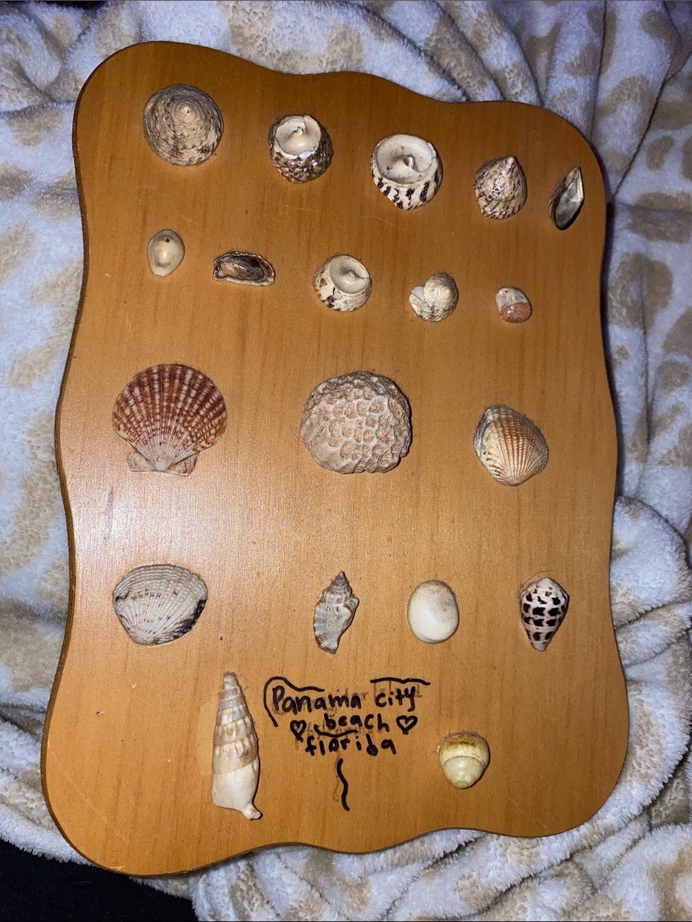 Panama City Beach Seashell Display on Wood Plaque